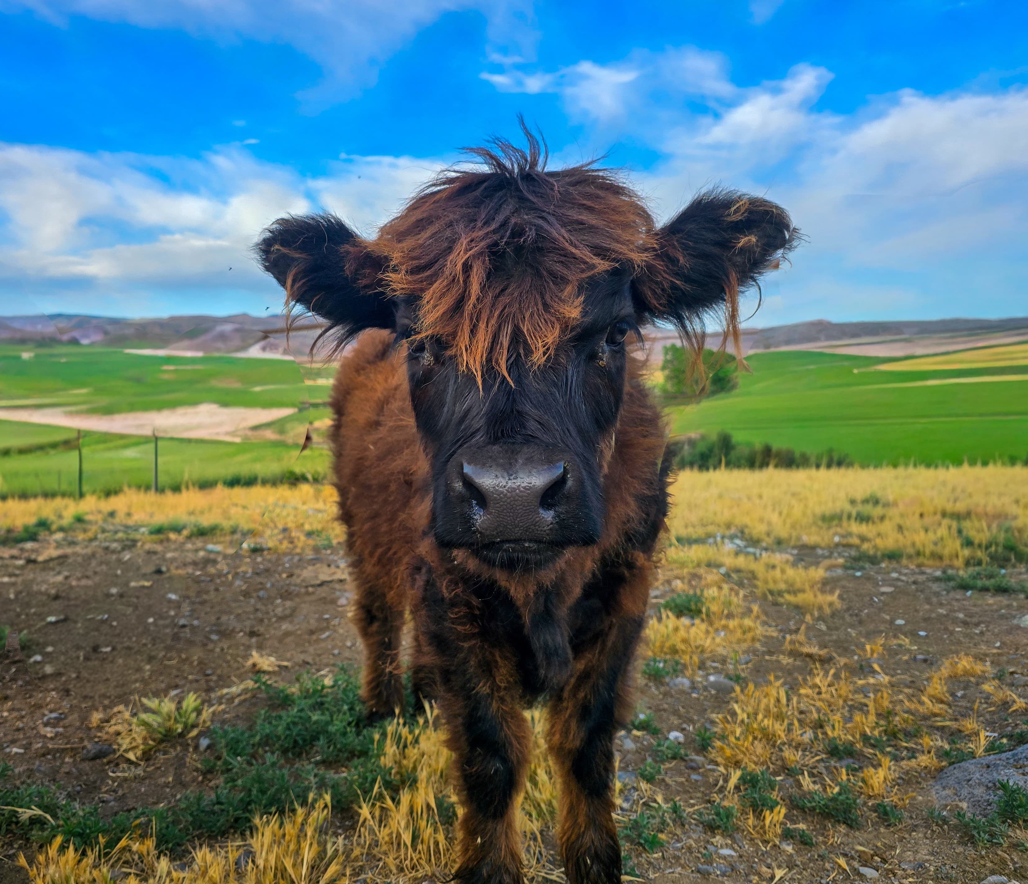 Dark brown Highland heifer calf with shaggy coat standing in front of green Idaho fields