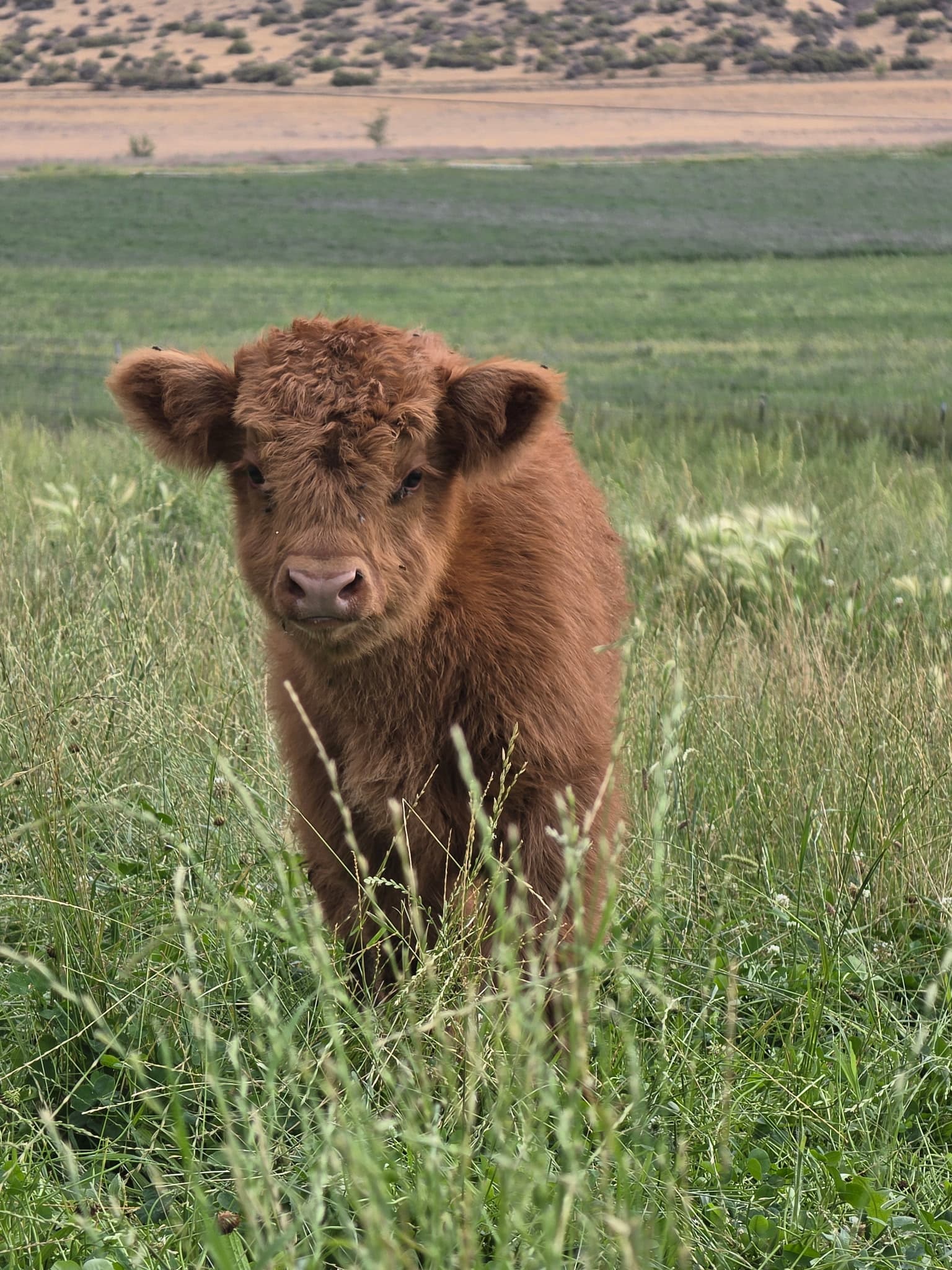 Fluffy red Highland heifer calf standing in tall green pasture