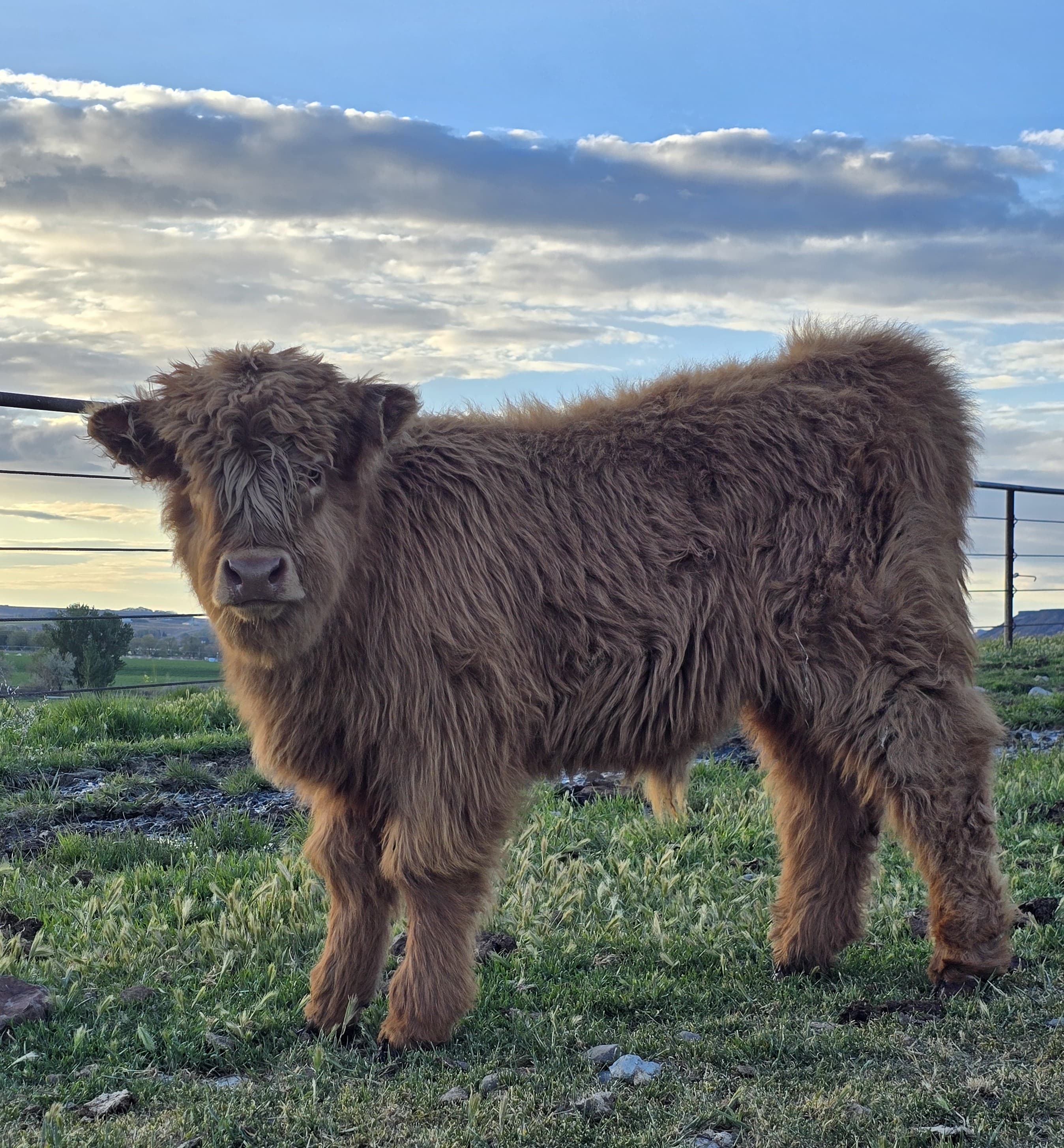 Fluffy red Highland bull calf standing in green grass at sunset
