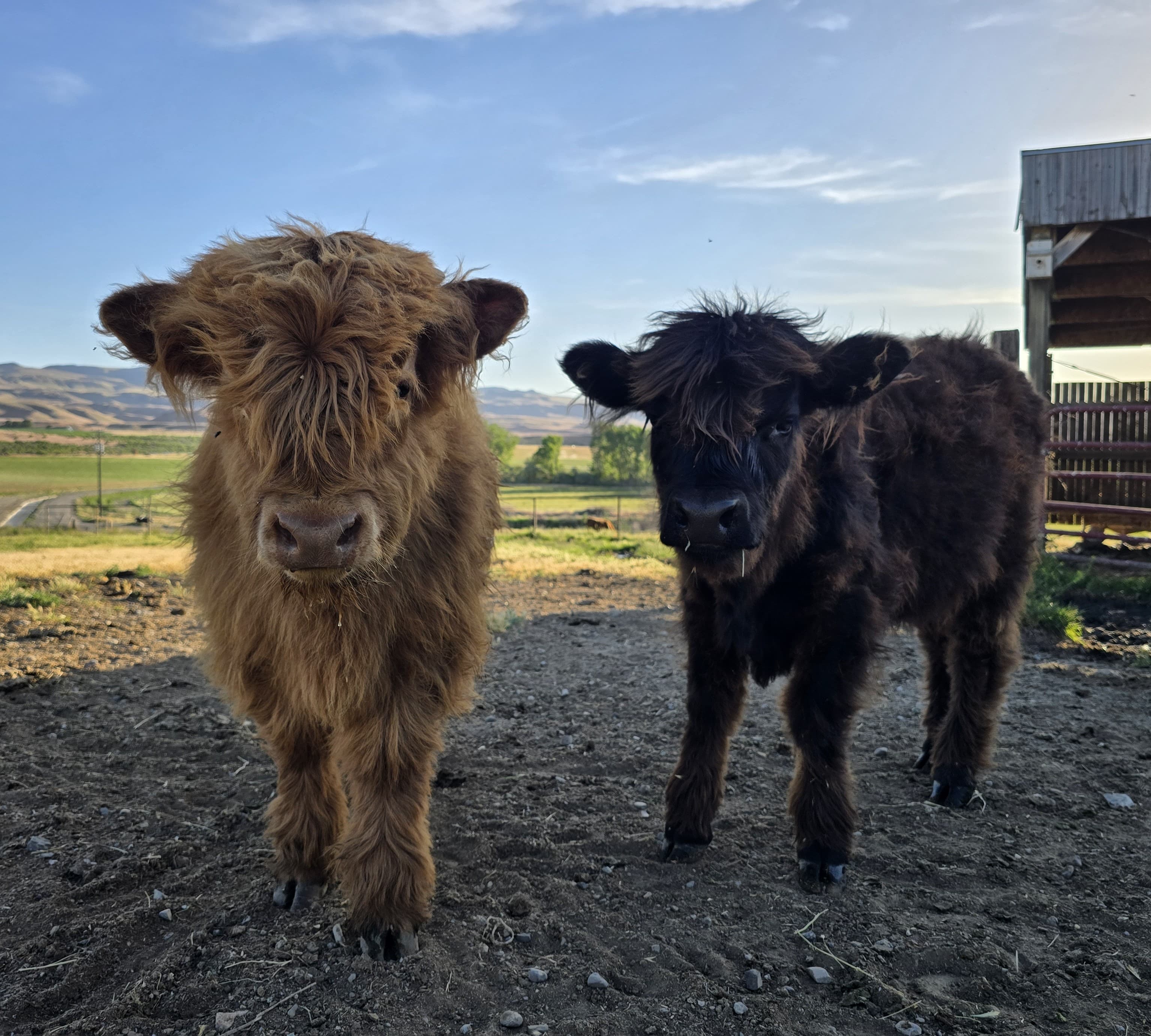 A ginger heifer calf and a dark brown bull calf standing side by side on the ranch