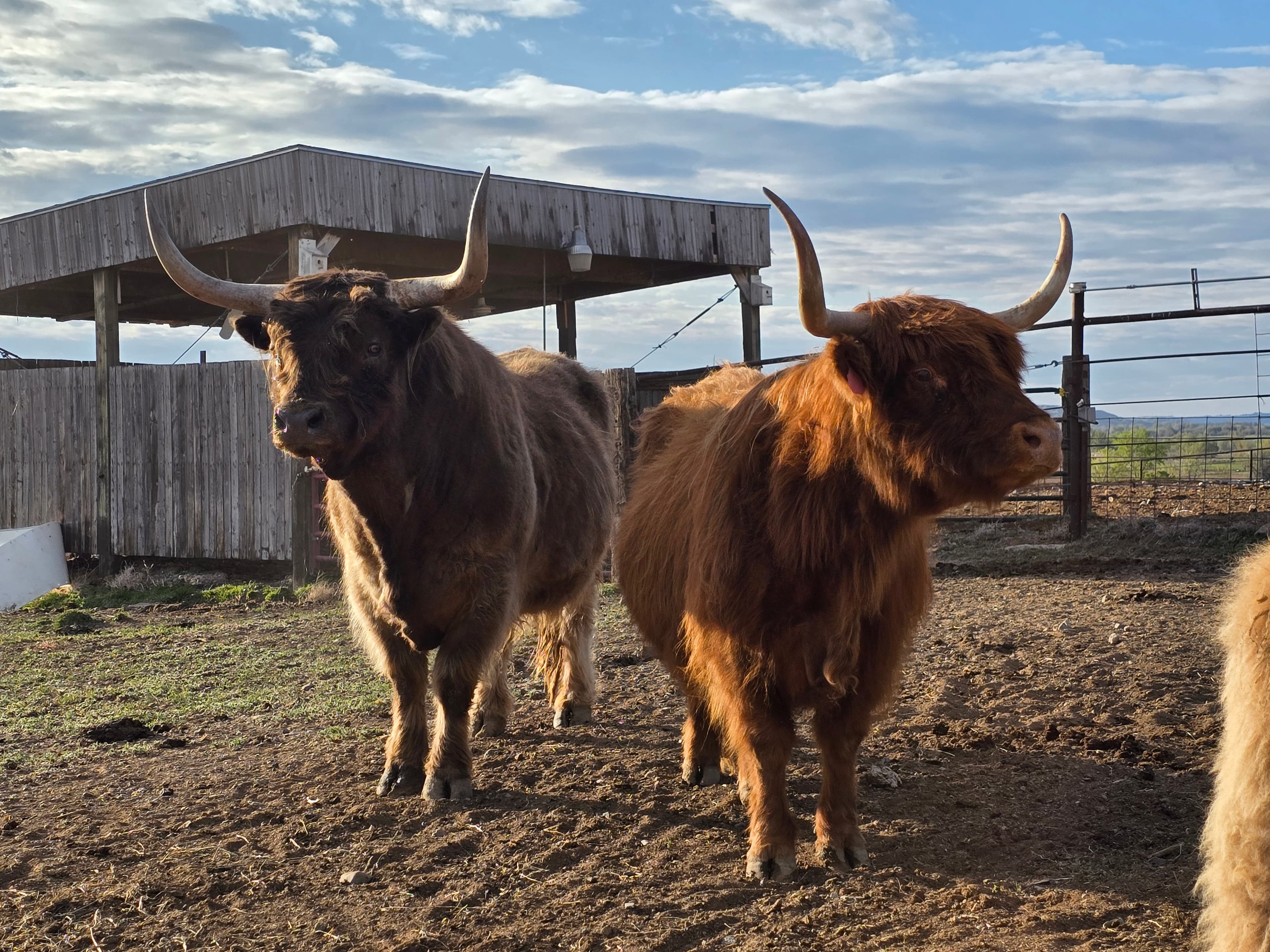 A dark Highland and a red Highland cow standing side by side near a wooden shelter