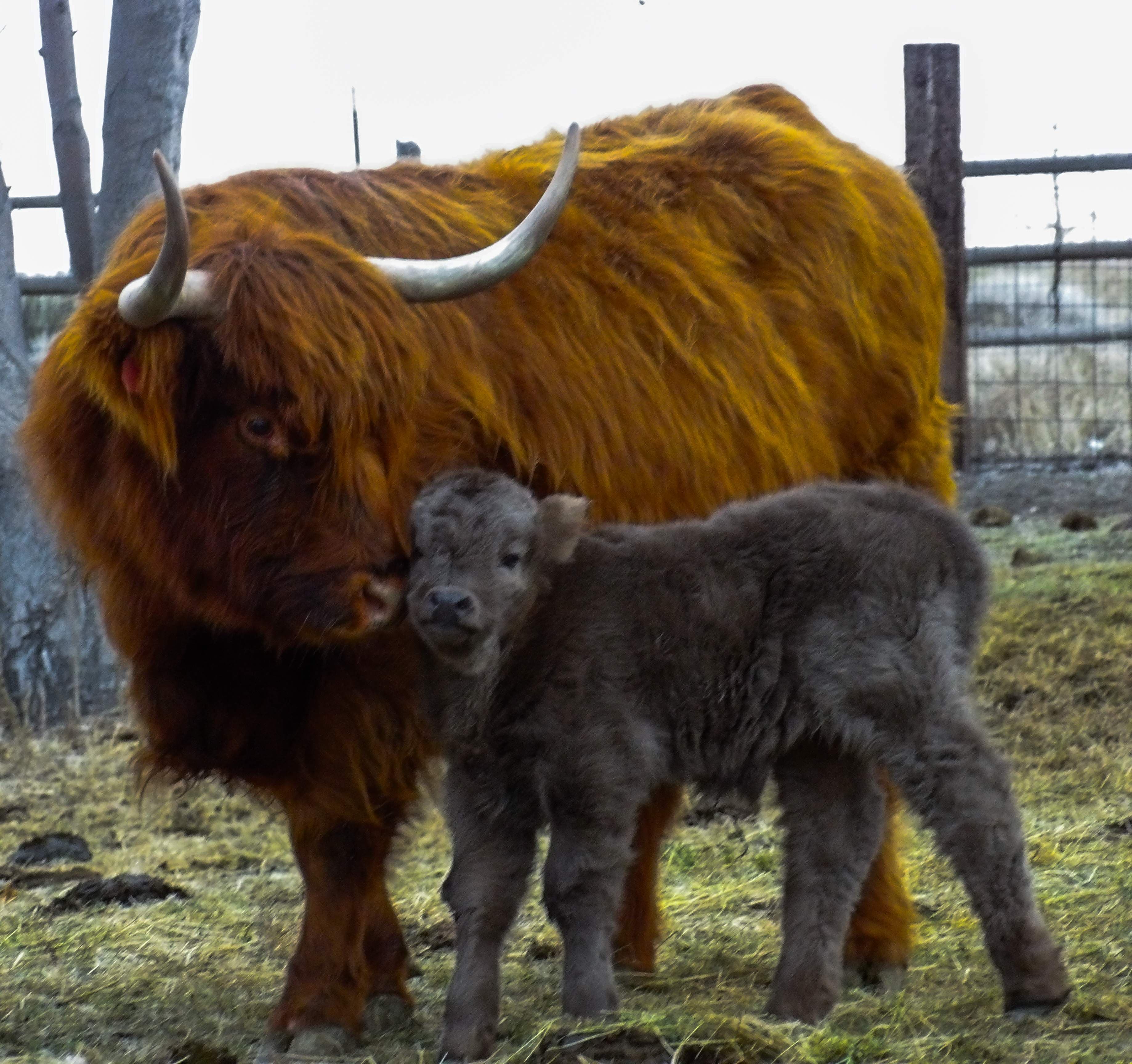 A red Highland cow mother nuzzling her grey newborn calf on hay-covered ground