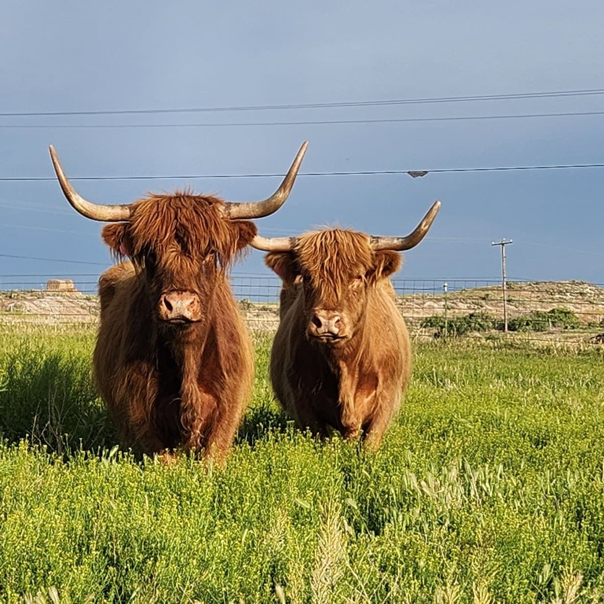 Two Highland cows sitting side by side in green pasture with tall curved horns