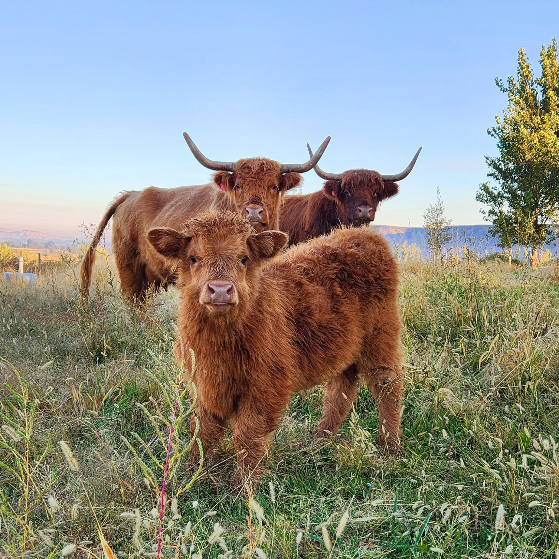 Fluffy Highland calf standing in front of two adult Highland cows in autumn grassland