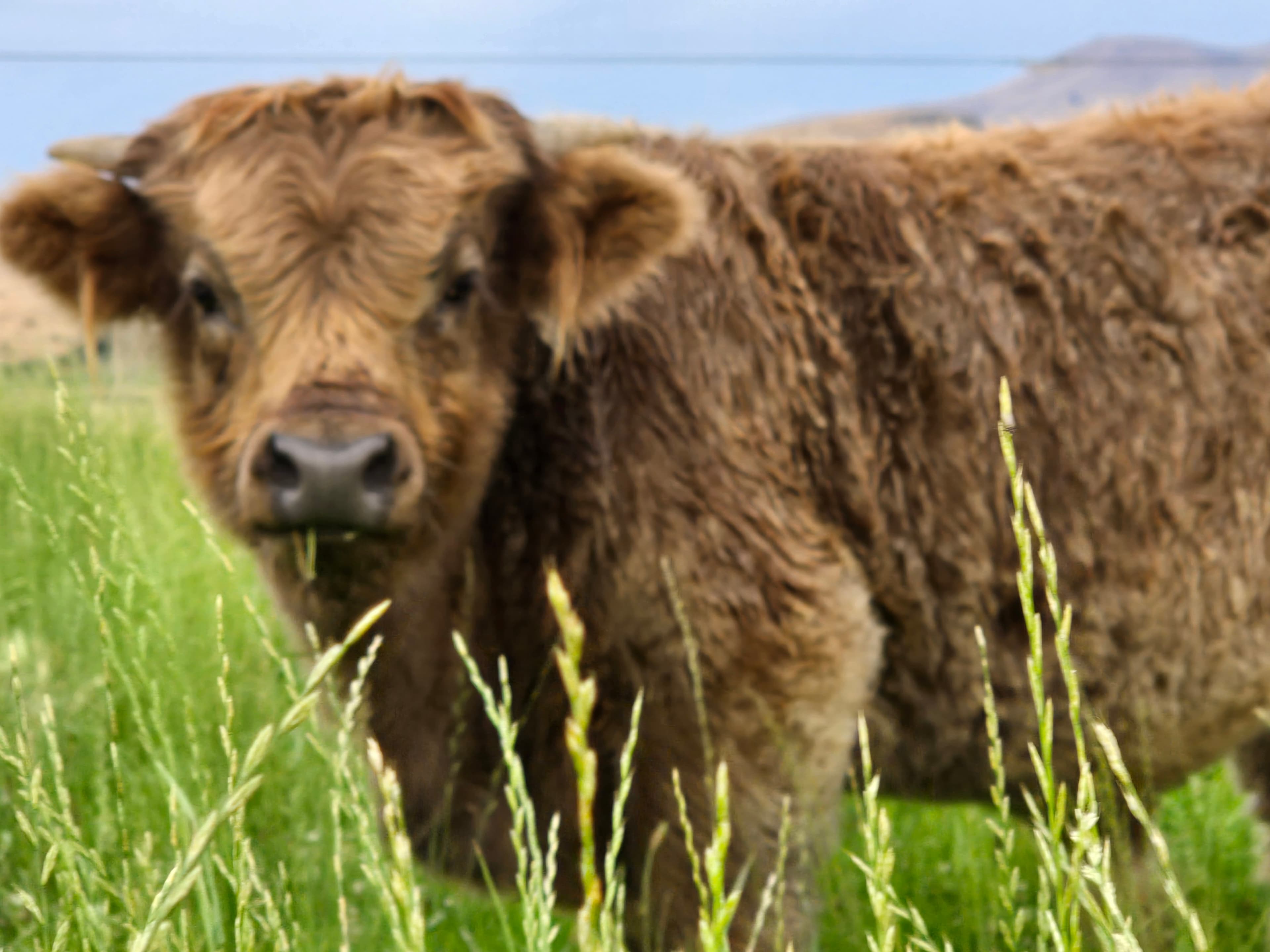 Close-up of a young Highland cow with curly brown fur in tall green grass
